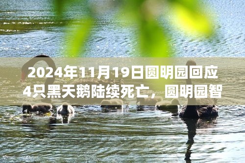 圓明園黑天鵝死亡事件揭秘，智能生態(tài)監(jiān)測(cè)系統(tǒng)下的科技守護(hù)與挑戰(zhàn)