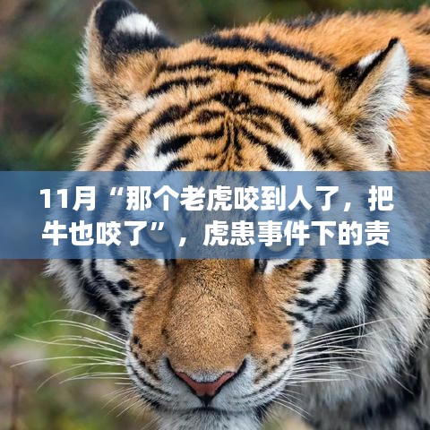 虎患事件下的責(zé)任與反思，動(dòng)物保護(hù)與人居安全的平衡探討