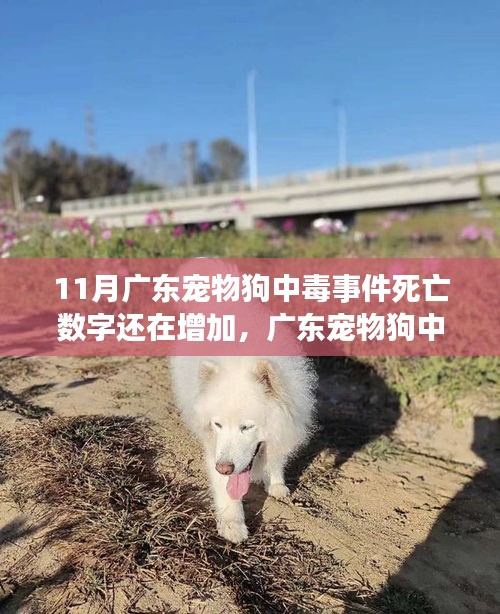 廣東寵物狗中毒事件持續(xù)發(fā)酵，死亡數(shù)字增加，深度分析與個(gè)人觀點(diǎn)觀察