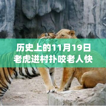 驚魂時(shí)刻與英勇脫險(xiǎn)，猛虎進(jìn)村襲擊老人，快速拉門化險(xiǎn)為夷的傳奇故事