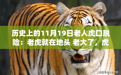 揭秘，歷史上11月19日老人虎口余生與生死對決的傳奇故事