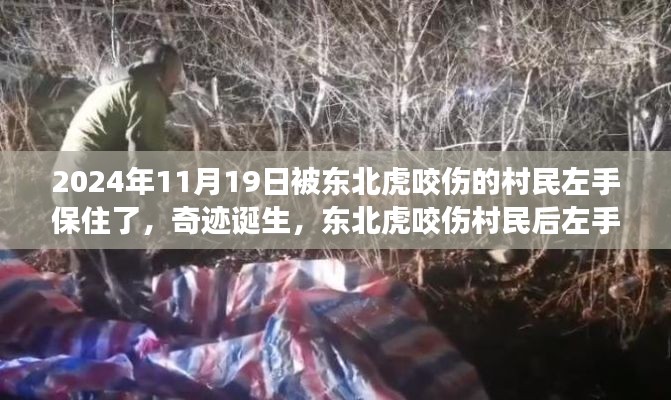 東北虎咬傷村民后奇跡誕生，左手成功保住