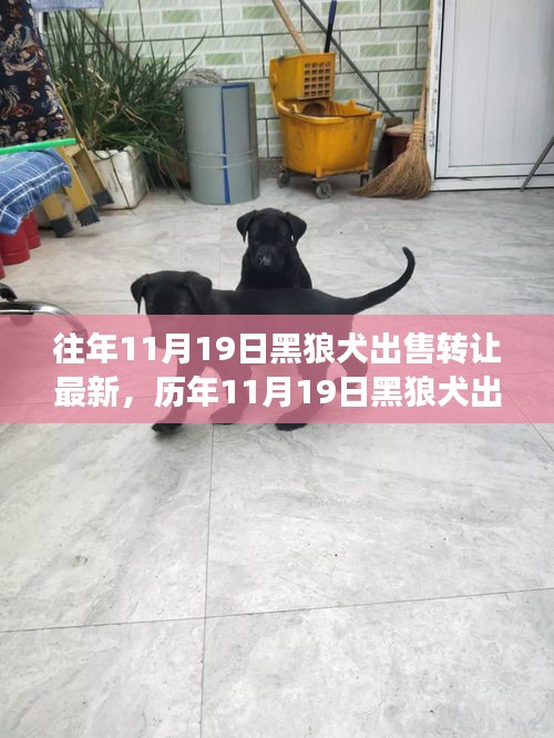 深度解析，歷年11月19日黑狼犬出售轉(zhuǎn)讓現(xiàn)象，某觀點立場與理由探討