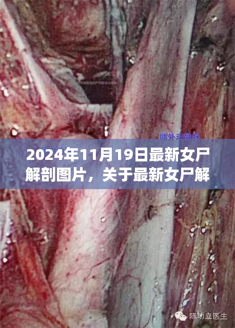 最新女尸解剖圖片探討，倫理與學(xué)術(shù)視角