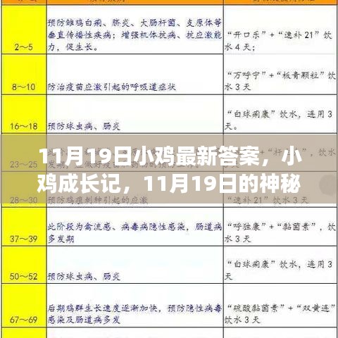 小雞成長(zhǎng)記，神秘答案揭曉與友情之旅的啟程（11月19日最新）