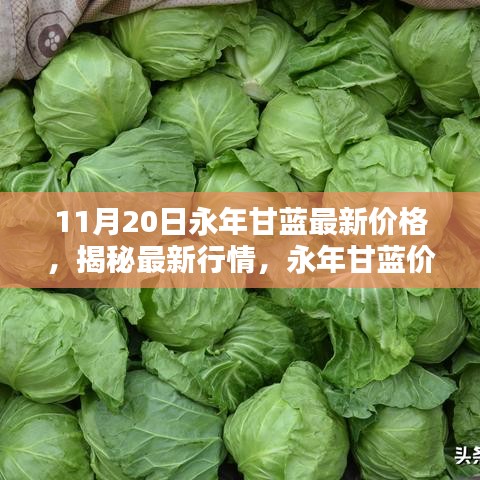 永年甘藍(lán)最新價(jià)格揭秘，行情走勢(shì)分析與趨勢(shì)預(yù)測(cè)（11月20日更新）