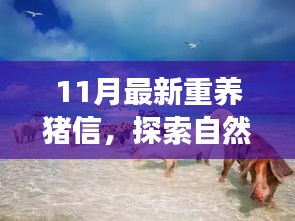 重養(yǎng)豬信，與自然美景的奇妙冒險(xiǎn)之旅