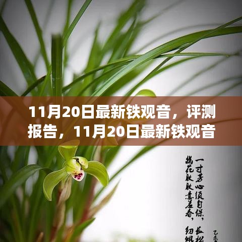 11月20日鐵觀音深度評測報告，品質(zhì)、體驗與市場對比解析