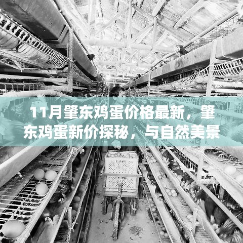 肇東雞蛋最新價(jià)格揭秘，自然美景與心靈平和之旅的雙重探尋