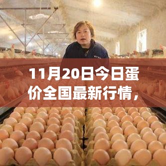 全國最新蛋價行情分析與展望，11月20日蛋價更新