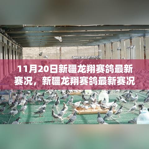 新疆龍翔賽鴿翱翔藍(lán)天，最新賽況與學(xué)習(xí)變化的力量與自信