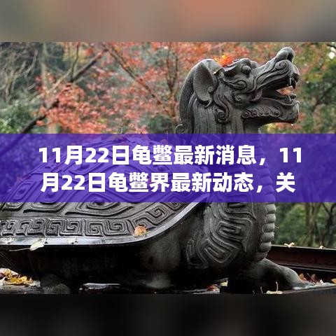 11月22日龜鱉界最新動態(tài)，生態(tài)健康與保護進展關(guān)注焦點
