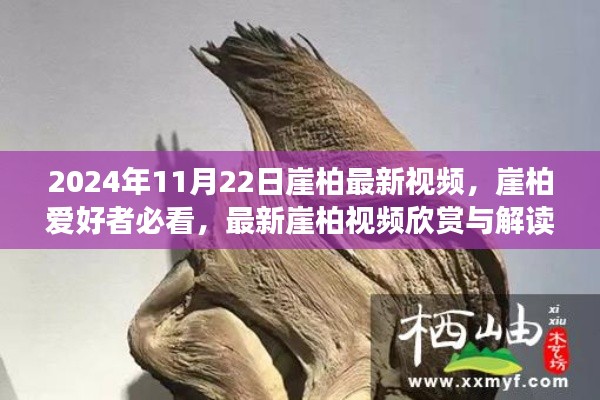 2024年崖柏最新視頻欣賞與解讀，獨(dú)家呈現(xiàn)，崖柏愛(ài)好者必看