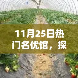 揭秘?zé)衢T(mén)名優(yōu)館的獨(dú)特魅力，探索未知領(lǐng)域的精彩之旅（11月25日）