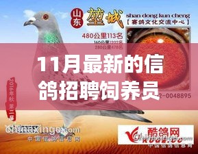 11月最新信鴿飼養(yǎng)員招聘，人才匹配與職業(yè)發(fā)展多維度探討