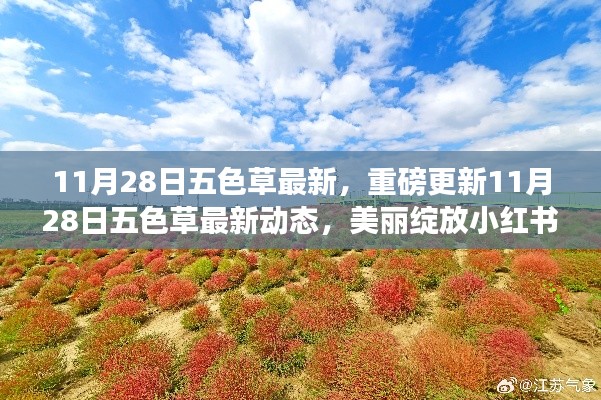 11月28日五色草最新動態(tài)，美麗綻放小紅書，重磅更新揭秘