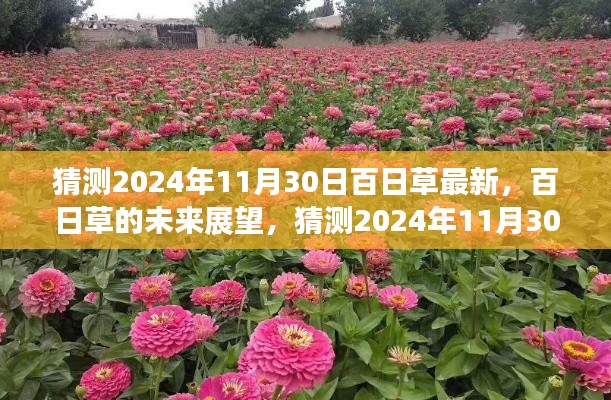 百日草的未來展望，揭秘2024年百日草最新動(dòng)態(tài)與未來趨勢(shì)分析