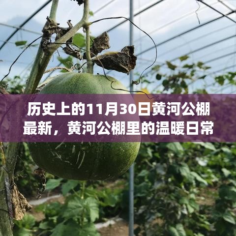 黃河公棚，溫暖日常與趣事情感紐帶的記錄——11月30日最新篇章
