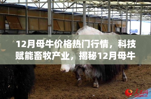 揭秘科技賦能畜牧產(chǎn)業(yè)，12月母牛價(jià)格行情智能分析系統(tǒng)前沿功能與體驗(yàn)報(bào)告