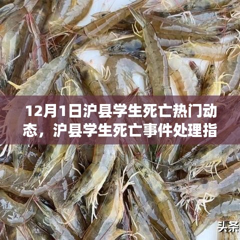 滬縣學(xué)生死亡事件，處理指南與應(yīng)對(duì)行動(dòng)全步驟詳解