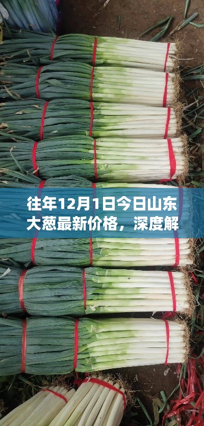 深度解析，山東大蔥歷年12月1日最新價(jià)格及市場(chǎng)表現(xiàn)概覽