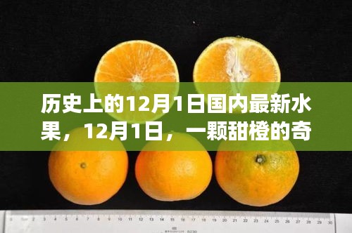 暖心故事，甜橙奇遇記——紀念歷史上的12月1日國內(nèi)最新水果