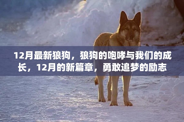 12月狼狗咆哮，勵志成長之旅，勇敢追夢的新篇章