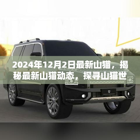 揭秘山貓新動(dòng)態(tài)，探尋山貓世界在年末的神秘面紗（2024年12月）