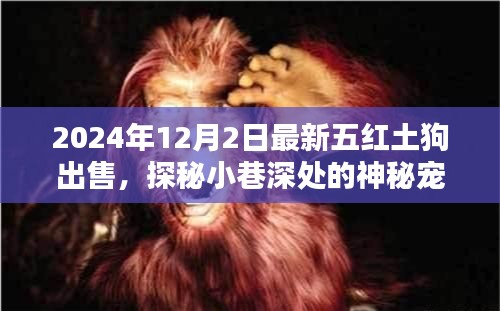 最新五紅土狗出售紀(jì)實，探秘神秘寵緣，尋找獨一無二的紅土狗樂園