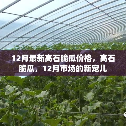 12月高石脆瓜價格與市場熱度揭秘，新寵兒的魅力所在