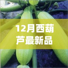 12月西葫蘆新品全面解析，特性、使用體驗(yàn)與目標(biāo)用戶分析