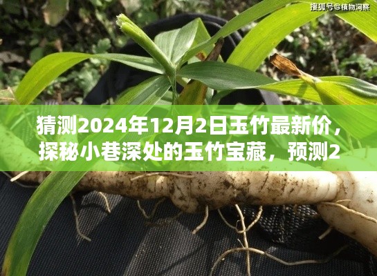 探秘小巷深處的玉竹寶藏，預(yù)測2024年12月最新行情與玉竹價格展望