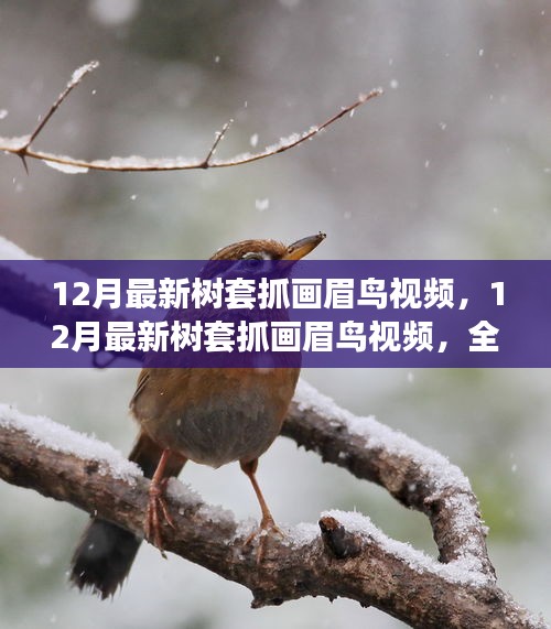 最新樹套抓畫眉鳥視頻，全面評測與介紹指南