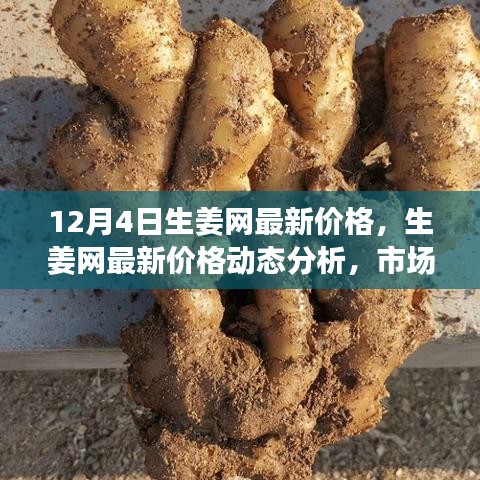 12月4日生姜網(wǎng)價格更新，市場動態(tài)分析與觀點碰撞