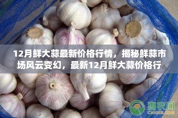 揭秘最新鮮大蒜行情，12月鮮大蒜價(jià)格解析與市場(chǎng)風(fēng)云變幻