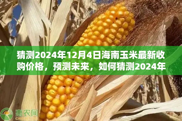 揭秘未來，海南玉米最新收購價(jià)格預(yù)測報(bào)告（至2024年12月4日）
