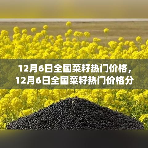 12月6日全國菜籽熱門價格解析，市場走勢洞察與個人觀點分享