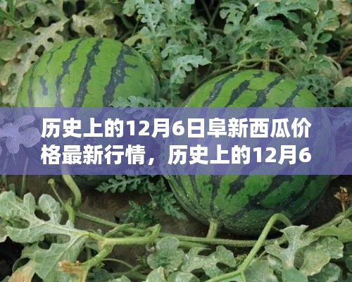 歷史上的阜新西瓜價格深度解析，最新行情回顧與深度解析（12月6日）