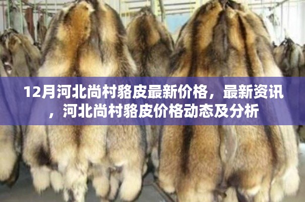 河北尚村貉皮最新價格動態(tài)及分析，12月最新資訊與價格分析