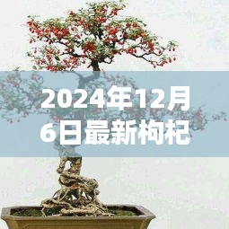 時(shí)代背景下的藝術(shù)瑰寶，最新枸杞盆景圖片大全 2024年精選