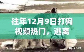 探索自然美景與狗同行，尋找內(nèi)心的寧靜之旅