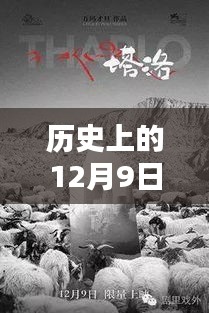 十二月九日清穿終章，探尋歷史魅力與清穿小說完結(jié)新篇章