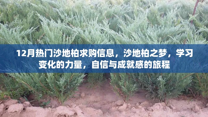 沙地柏之夢，探索學(xué)習(xí)變化的力量，自信成就感的旅程與最新求購信息