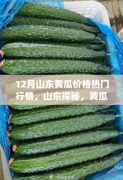 揭秘山東黃瓜行情，探尋心靈寧靜之旅的熱門黃瓜價格解析
