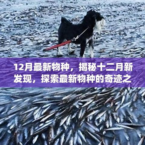 揭秘十二月新物種，探索最新發(fā)現(xiàn)的奇跡之旅
