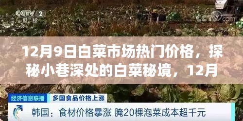 探秘白菜秘境，揭秘白菜市場(chǎng)獨(dú)家熱門價(jià)格，白菜市場(chǎng)最新行情報(bào)道（12月9日）