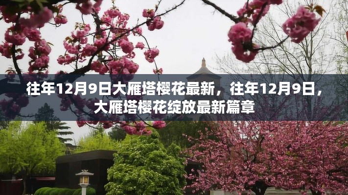 大雁塔櫻花綻放盛景，歷年12月9日的最新篇章