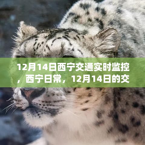 12月14日西寧交通實(shí)時(shí)觀察，日常奇遇與暖心陪伴的時(shí)刻