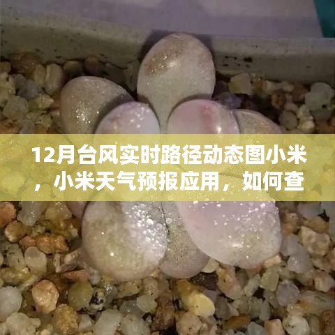 小米天氣預(yù)報(bào)應(yīng)用，如何查看十二月臺(tái)風(fēng)實(shí)時(shí)路徑動(dòng)態(tài)圖