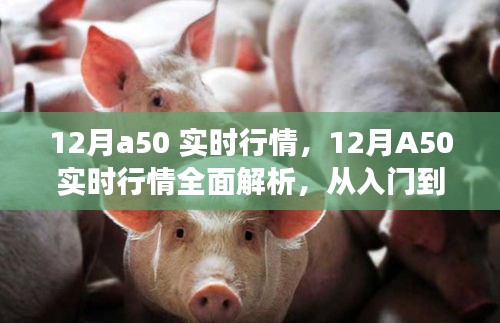 12月A50實(shí)時(shí)行情解析與交易指南，入門到進(jìn)階的全面指導(dǎo)
